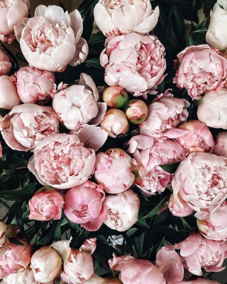 Нюдовые пионы