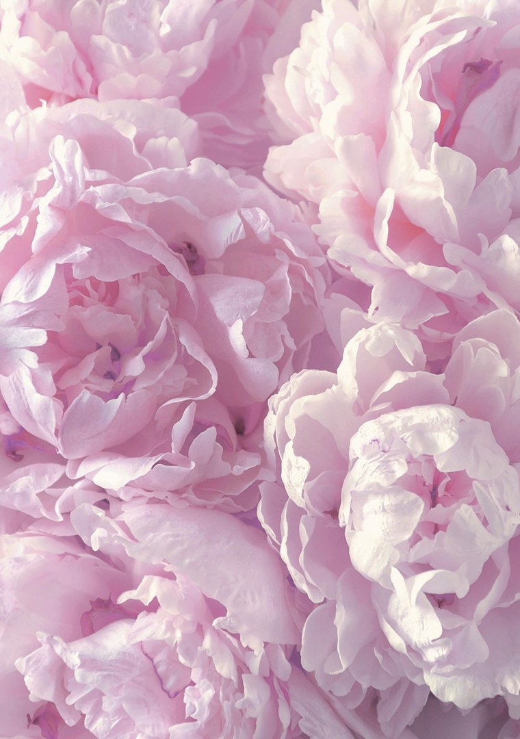 Малиновые пионовидные розы