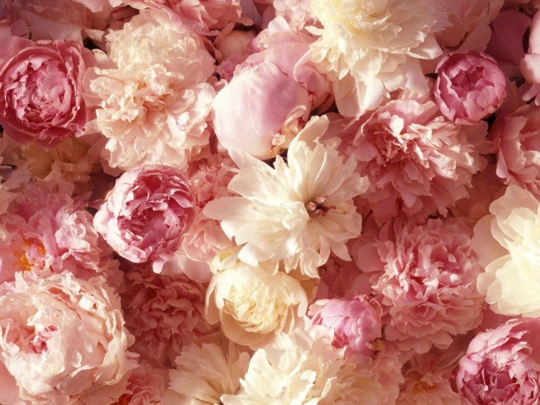 Розовые пионы