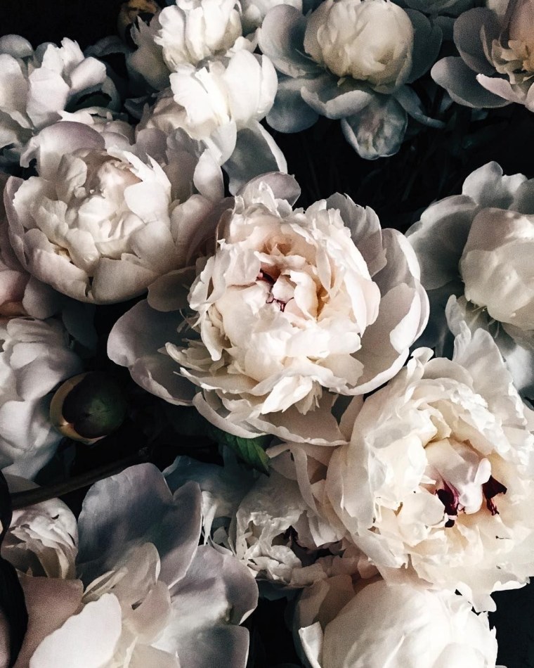 Розовые пионы