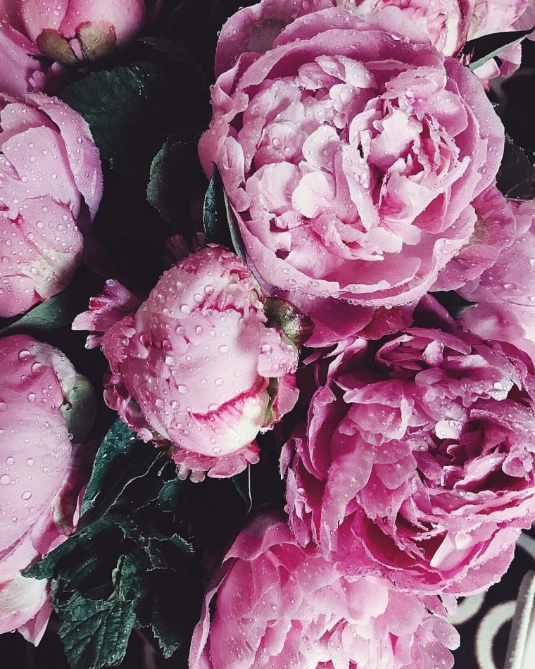 Пионы Эстетика