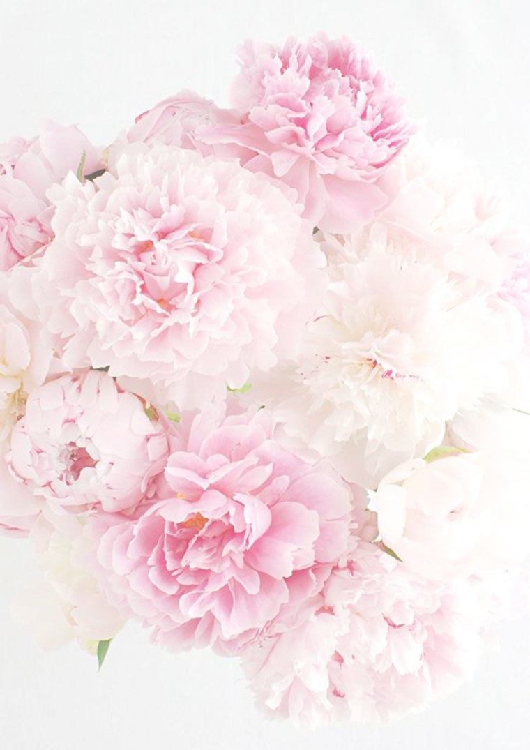 Красные розы на айфон