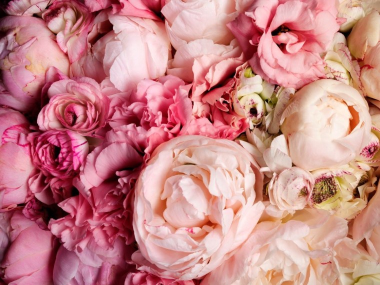 Пионы на телефон