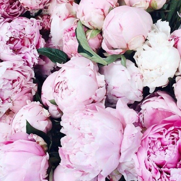 Пион Камелия роза