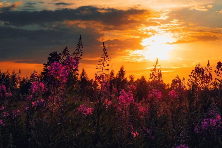 Природа закат