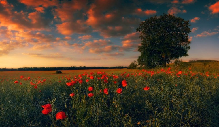 Летний закат в поле