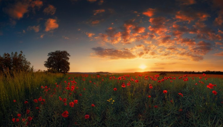 Летний закат в поле