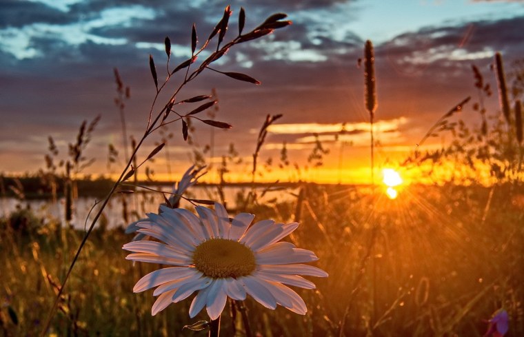 Ромашковое поле на закате