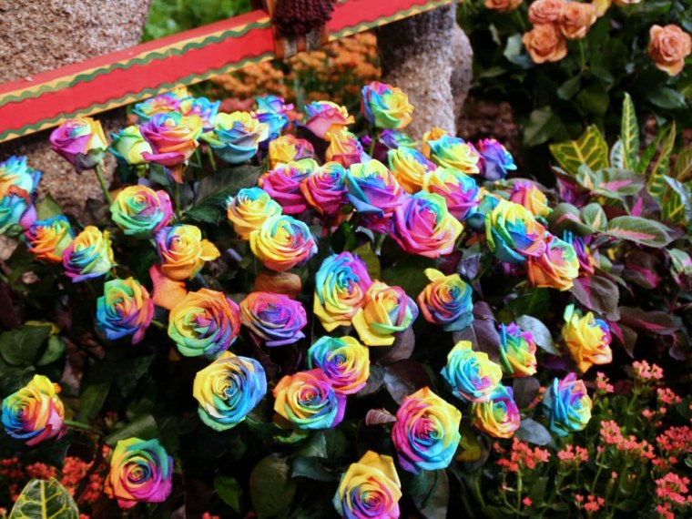 Шикарные цветы