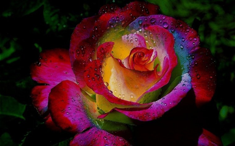 Редкие разноцветные цветы