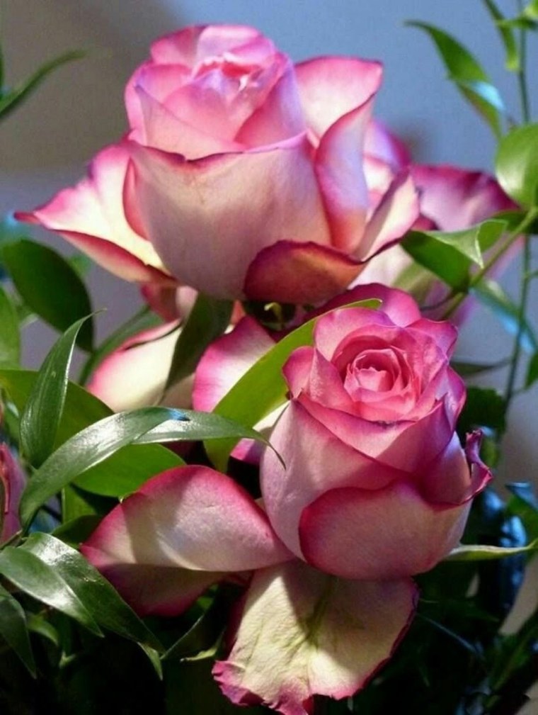 Самые красивые цветы