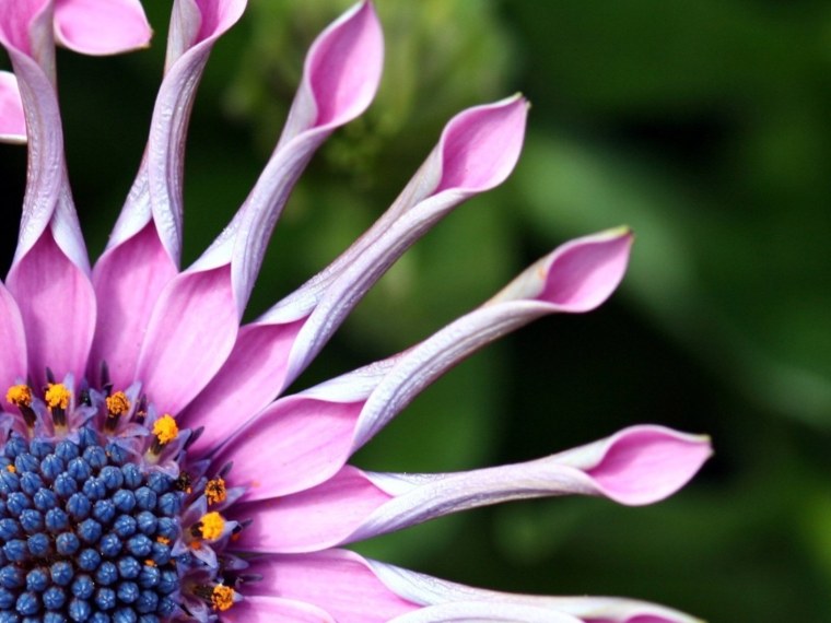 Прекрасные цветы