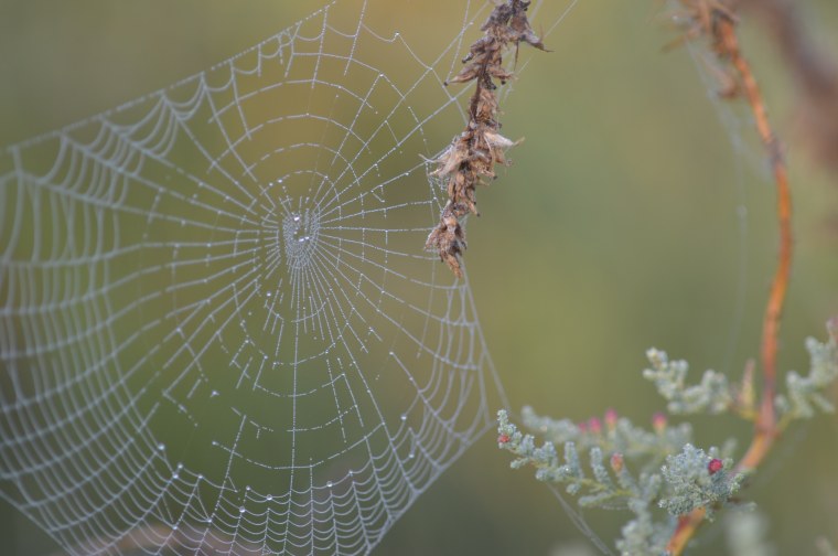 Плетение паутины