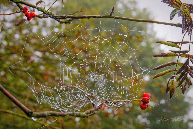 Паутина осенью