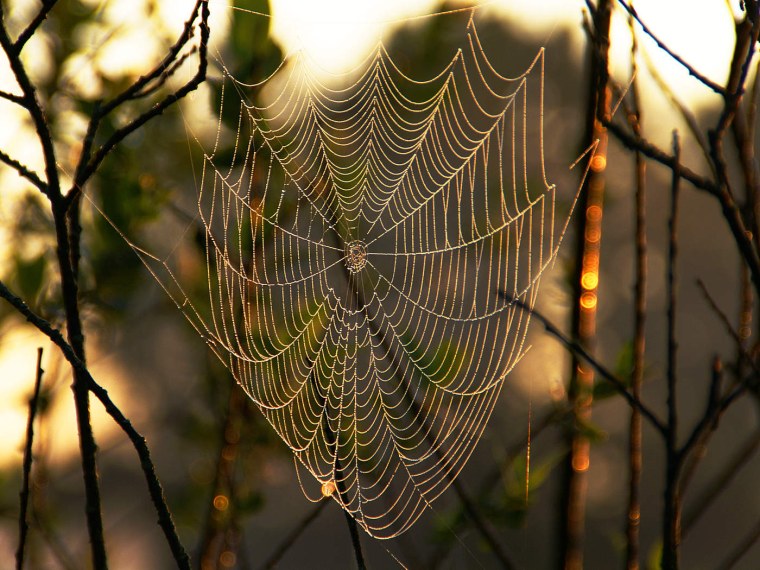 Паутина бабье