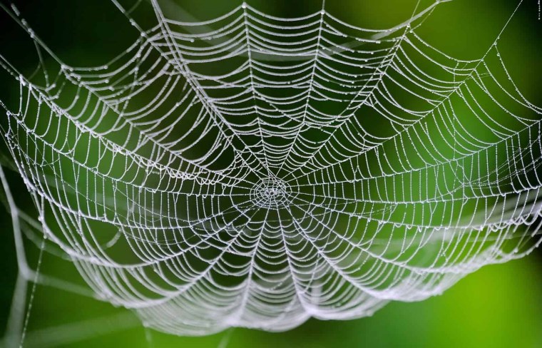 Паутина симметрия