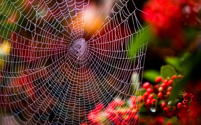 Красивая паутинка