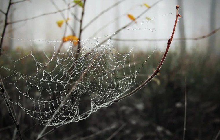 Паутина на рабочий стол