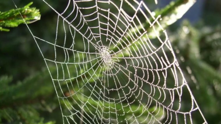 Паутина в природе