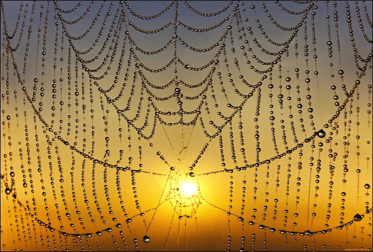 Красивая паутина