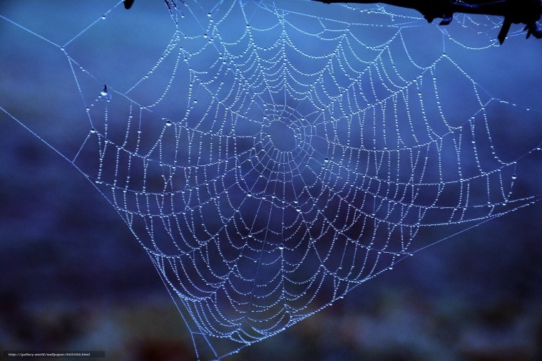 Горизонтальная паутина