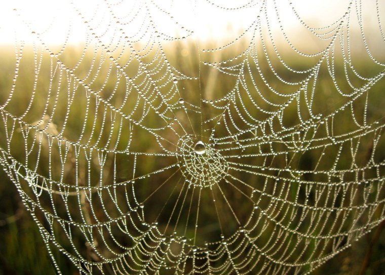 Паутина в природе