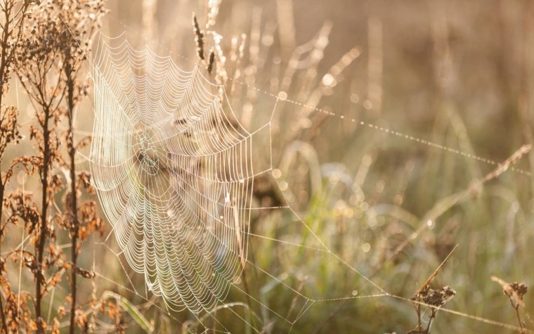 Паутина на траве