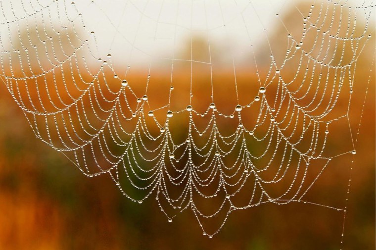 Осень паутинка