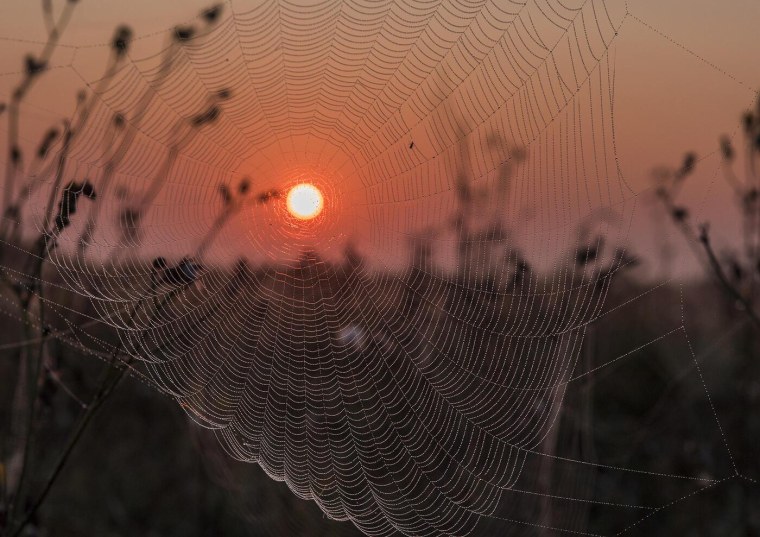 Паутина в природе