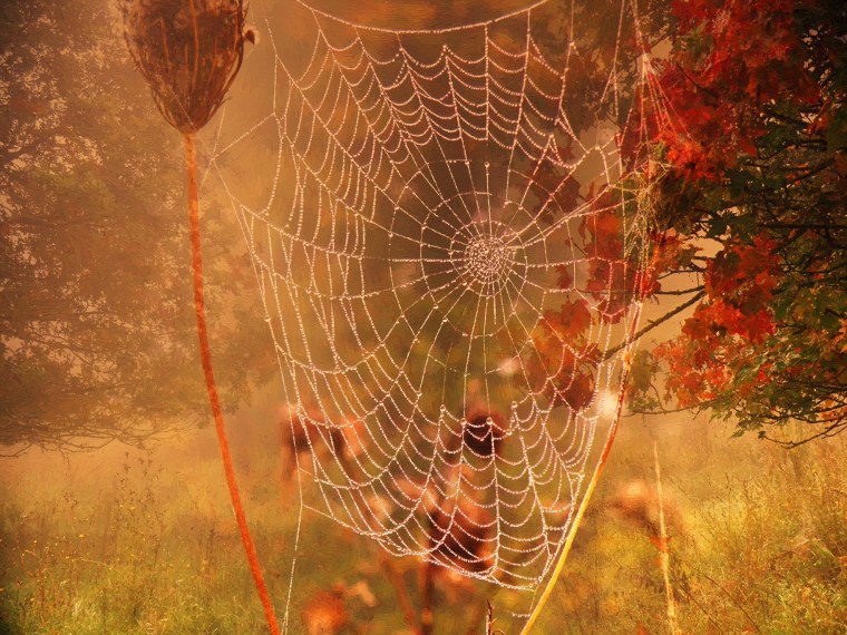 Паутина и паук в лесу