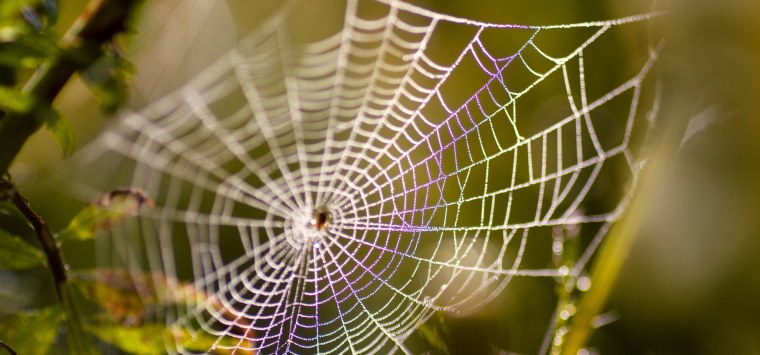 Паутина в лучах солнца