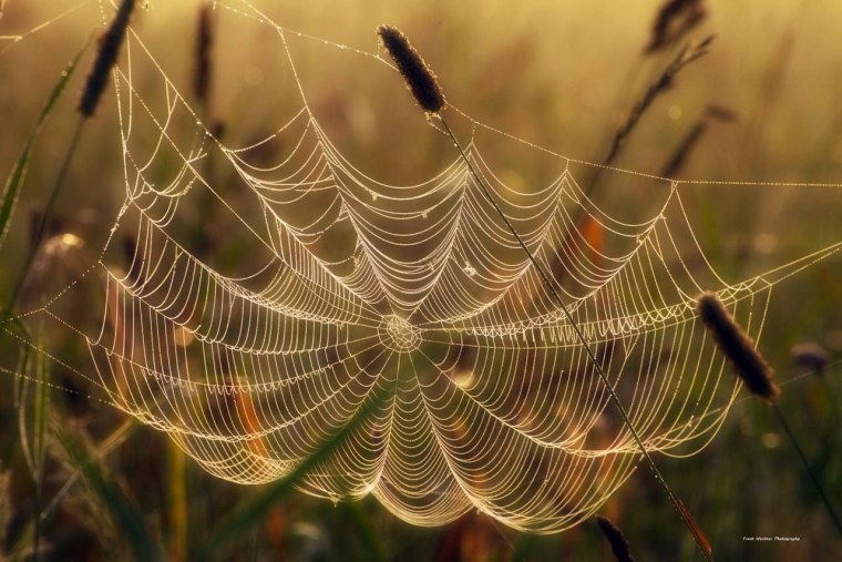 Красивая паутина