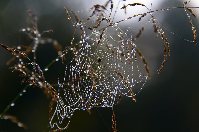 Роса на паутине