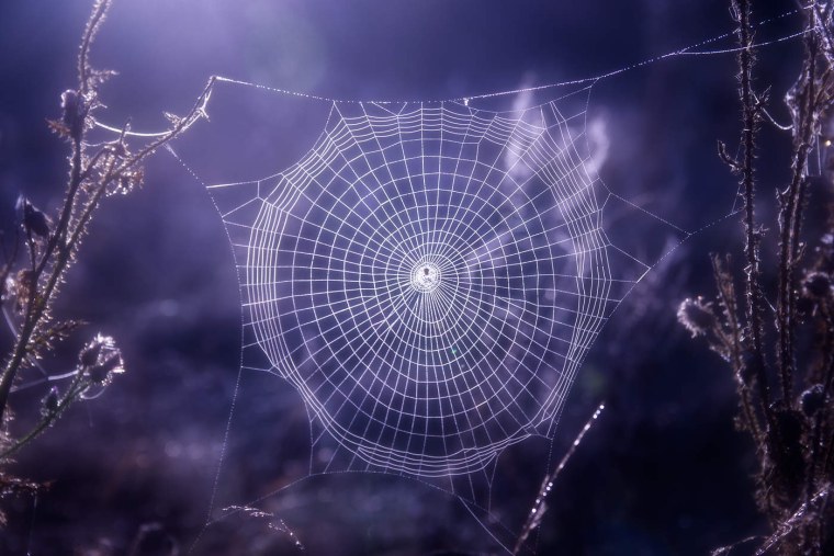 Красивая паутина