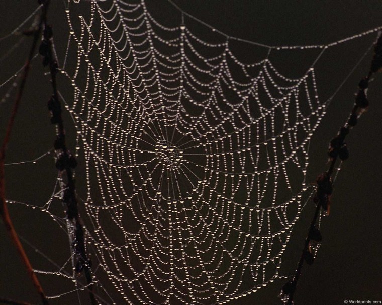 Вышитая паутина