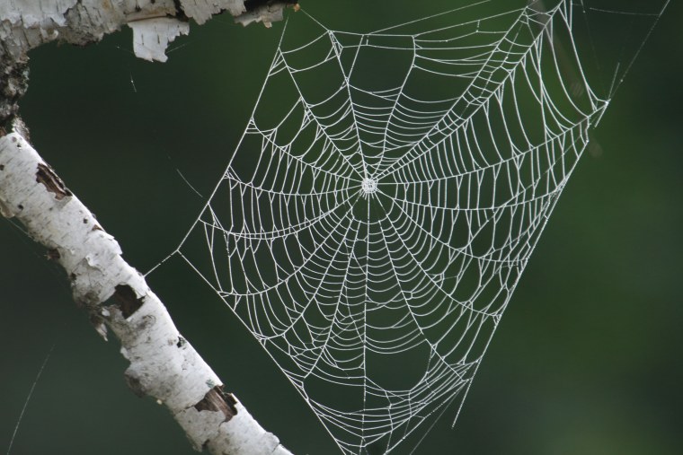 Квадратная паутина