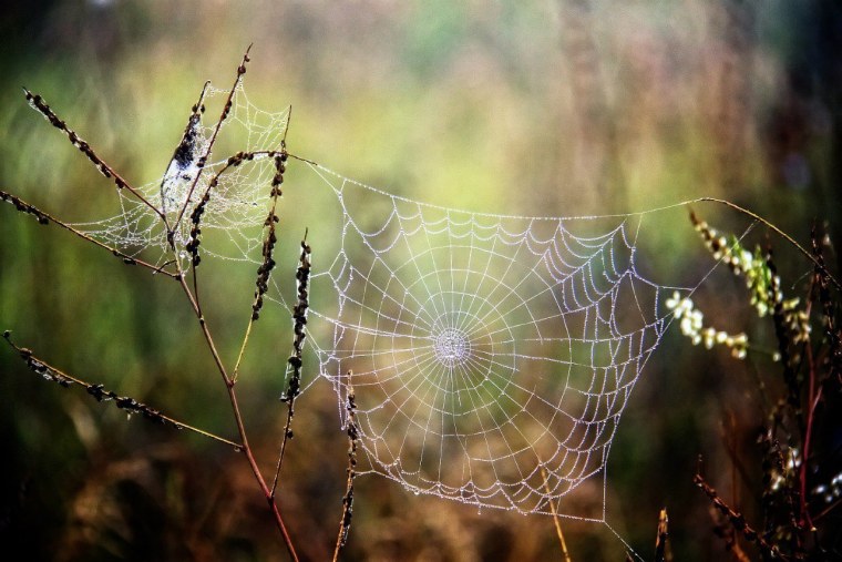 Паутина на рабочий стол