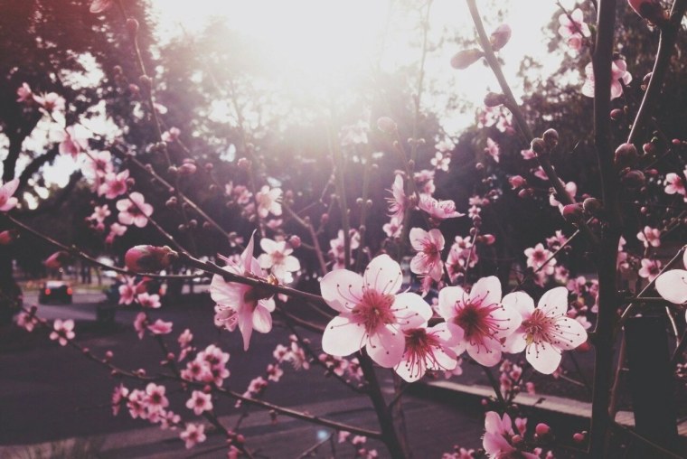 Черри блоссом Эстетика