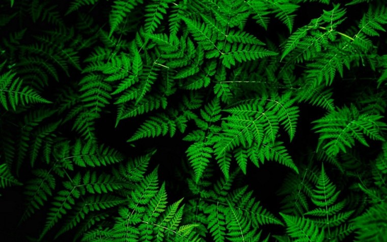 Черный папоротник