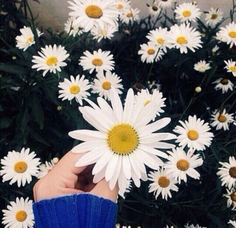 Ромашка символ России