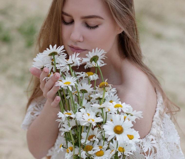 Бутоны ромашки полевой