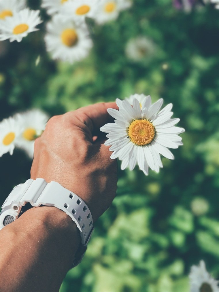 Ромашки в руках