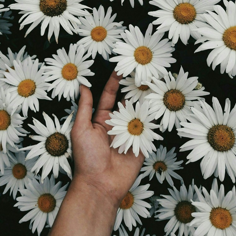 Букетик ромашек в руке