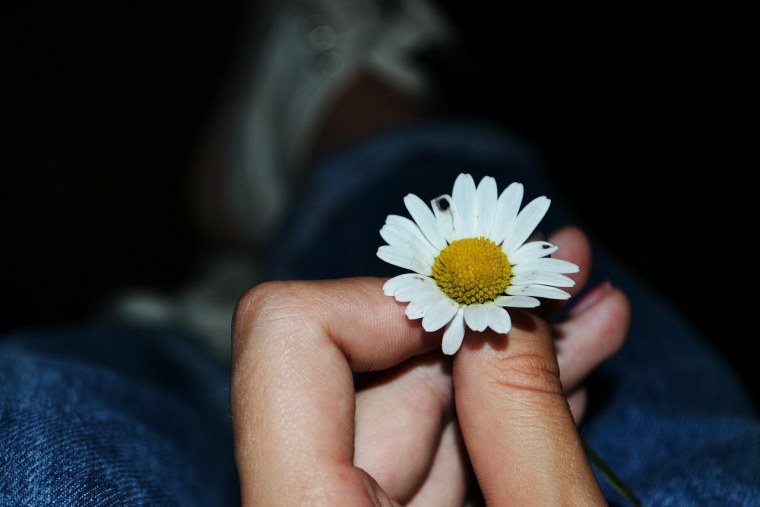 Ромашка Макросъемка