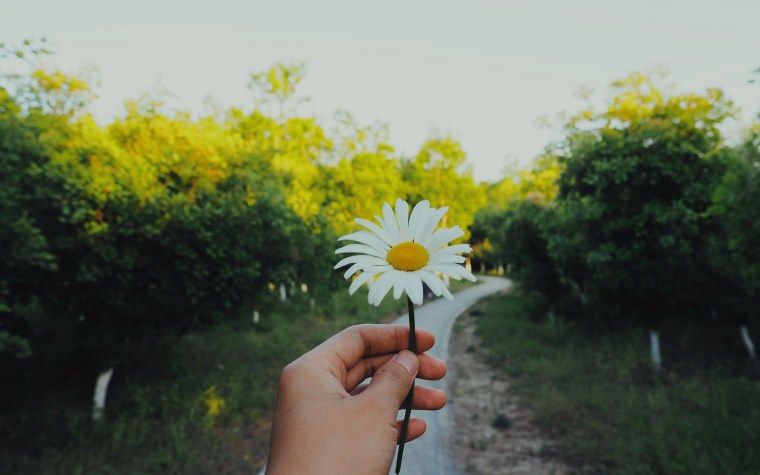Эстетика ромашки в руках