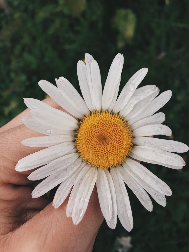 Кавказская Ромашка