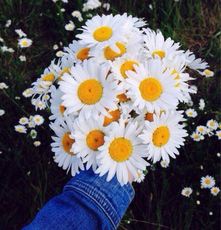 Венок из ромашек