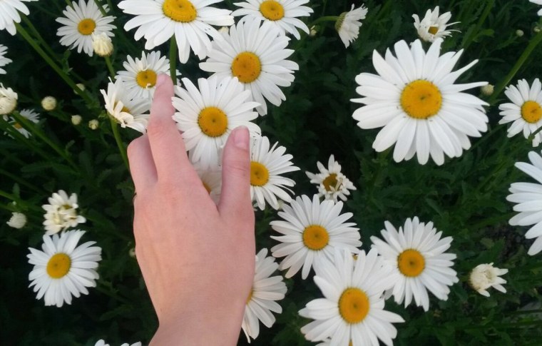 Ромашка на ладони