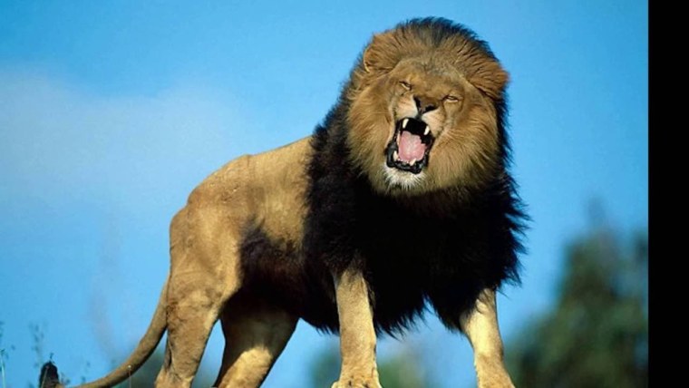 Лев рычит в полный рост