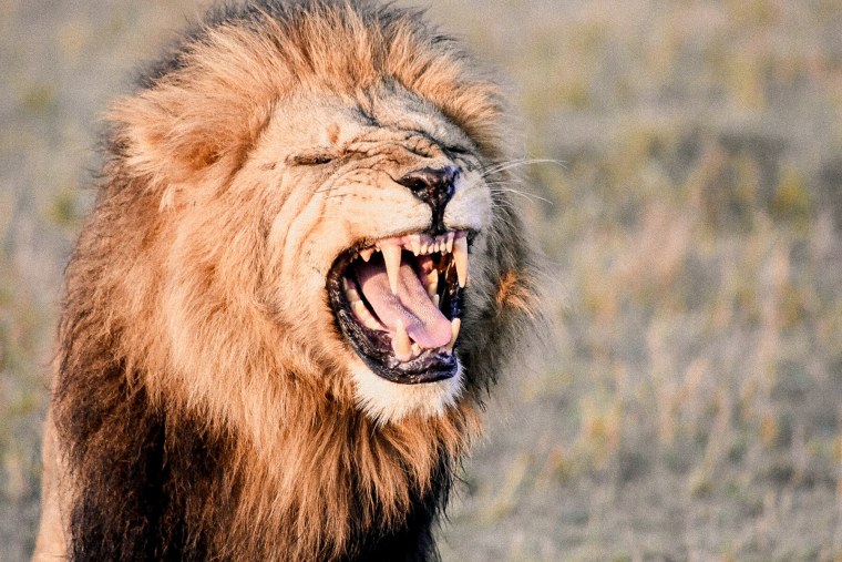 Кричащий Лев